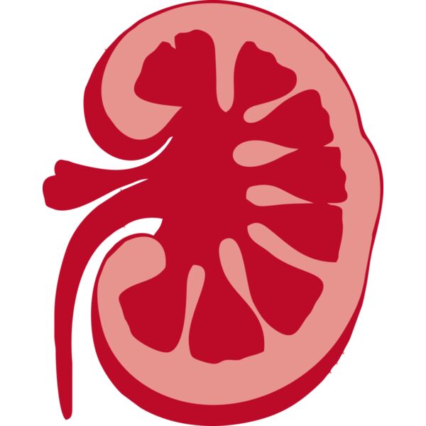 Kidney - 1 Thumbnail