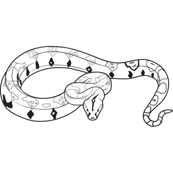 BoaCnstrctr01NC2bw Thumbnail