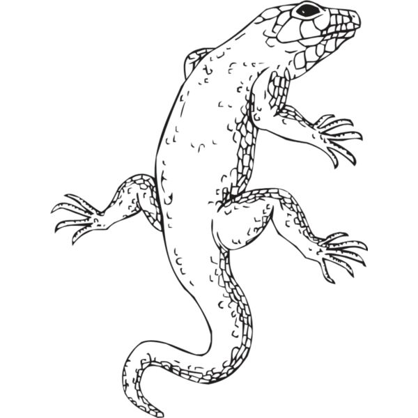 LIZARD Thumbnail