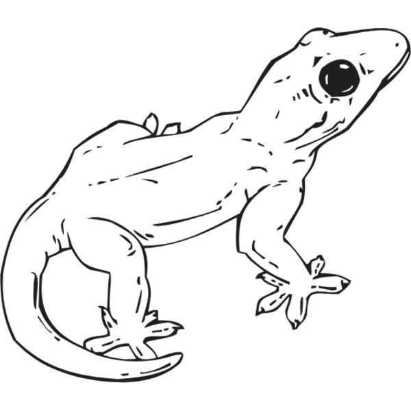 GECKO Thumbnail