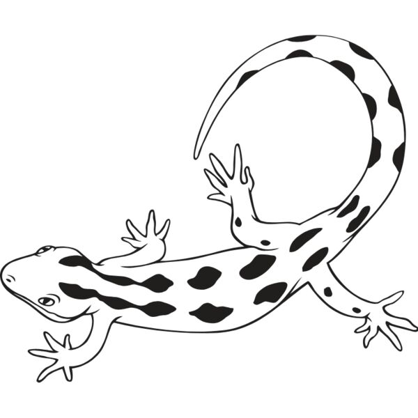 NorGreenGecko01NC2bw Thumbnail