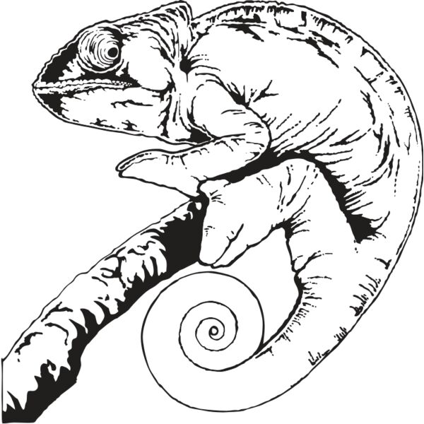 GrnChameleon01NC2bw Thumbnail