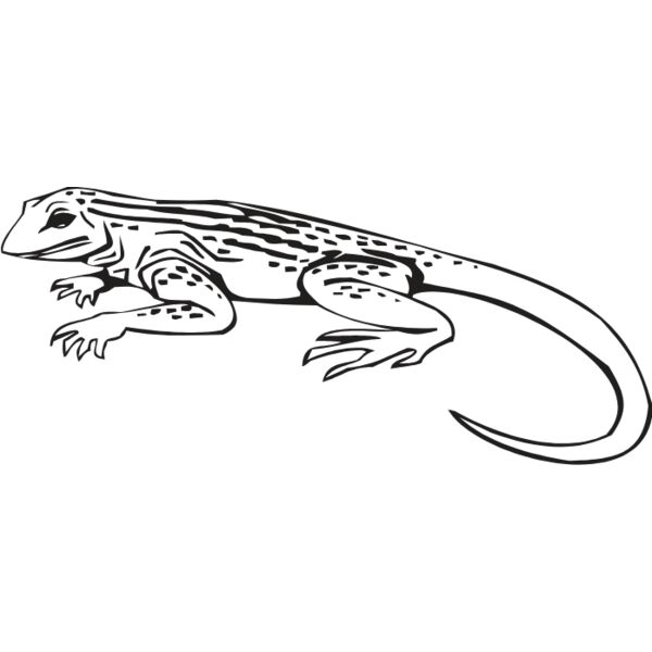 LIZARD2 Thumbnail